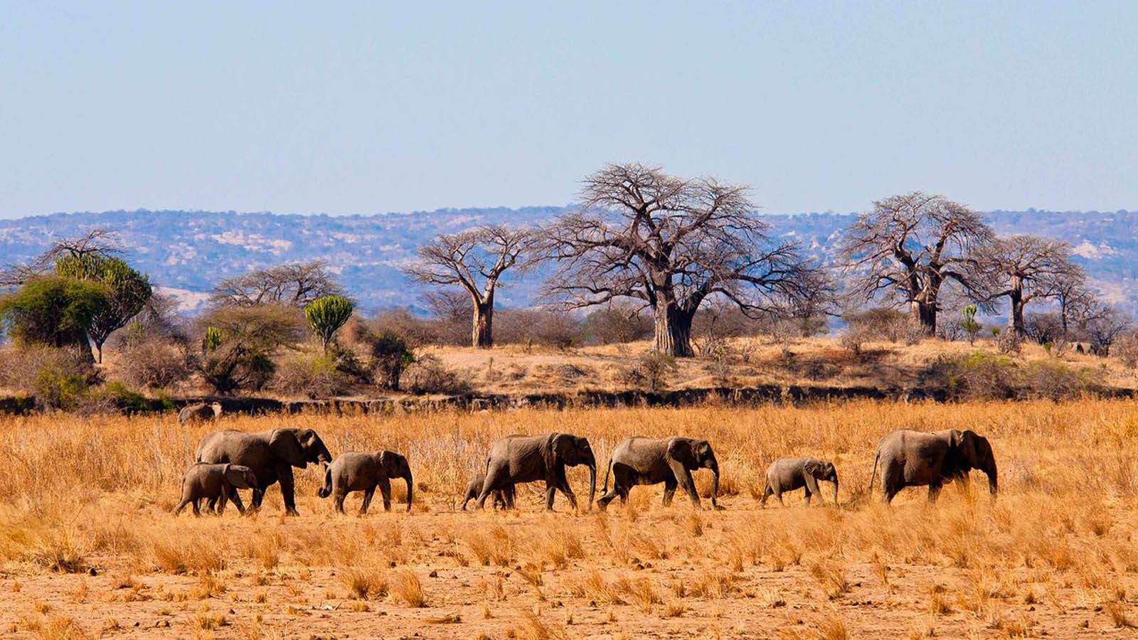 Tarangire Ngorongoro collection photo 4